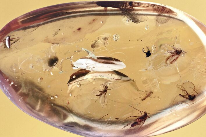 Detailed Fossil True Midge Swarm (Chironomidae) In Baltic Amber #367521